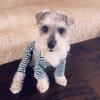 Mini Schnauzer for sale
