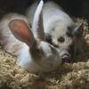 Continental Giant rabbit babies