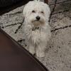 True california pup.. loves his shaggy hair.