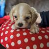 Cocker spaniel puppies