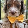 Mini Australian Goldendoodle- blue eye chocolate merle