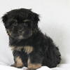 Female - Havanese - Serena 