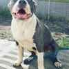 ***AMERICAN BULLY PUPS ***$600**