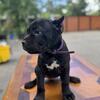 Cane Corso puppies 