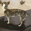 Rehoming male brindle chihuahua ( 1yr old)