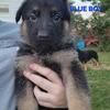 German shepherd puppies 