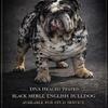 English bulldogs for STUD