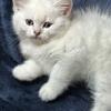British Shorthair Chinchilla Kittens