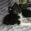 Akc pomeranians..Champion lines embark tested parents 