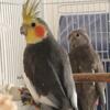 Breeding pair of cockatiel for sale 