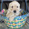 3 Female Golden Retriever babies
