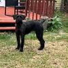 Akc giant schnauzer 