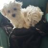 10 week old Male Maltese pups available 