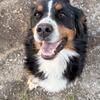 Bernese mountain dog 