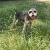 AKC Miniature Schnauzer at Stud 