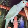 Blue Indian ringneck