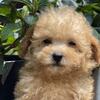 Micro goldendoodle 