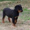 Rottweiler male pup for sale.
