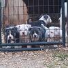 Pocket american bully pups 500