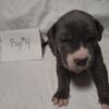 Blue-Nose American Pit Bulls in Norfolk Only $400