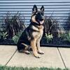 GSD looking for new home
