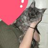 1.5 year old proven female maine coon female black smoke 