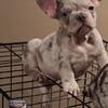 French bulldog puppies