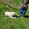 Great Pyrenees, Anatolian Shepard $500
