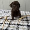 Akc chocolate labs