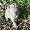 Chinese Shar Pei/ Bully Puppies 