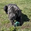 Rehoming 2 year old male cane corso "Sumo"