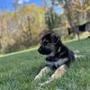 German Shepherd Puppies