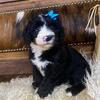 Sheepadoodle Puppies