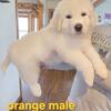Great Pyrenees Male