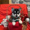 Alaskan Klee Kai