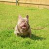 French BullDog Stud Houston/Katy