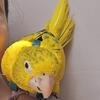 Queen of Bavaria (golden conure)