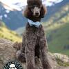 AKC/CKC Standard Poodle Brown Brindle Stud Service