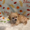 toy poodle female puppy