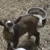 2 Nigerian Dwarf Doelings Available 7/26