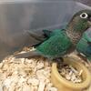 Turquoise greencheek