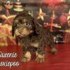 Queenie Female Doxiepoo