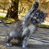 Maine coon black smoke tortie