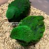 More baby Solomon Island Eclectus now hatching at $2,500 each. Multi-purchase discount available