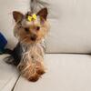 HANDSOME YORKIE  TEACUP 4.8 lbs  MALE STUD SERVICE