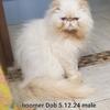 Persian - Himalayan Flame Points M and One Tortie Point F