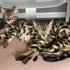 Bengal Kittens (2 litters)