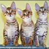 SAVANNAH CAT KITTENS  F2 F3 F5  TICA  2 Vaccinations DNA tested parents, health warranty microchip