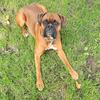AKC Classic Fawn Boxer Stud