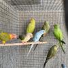 Greencheek conures